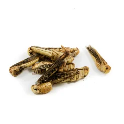Eat Grub Edible Grasshoppers, 9g Discount