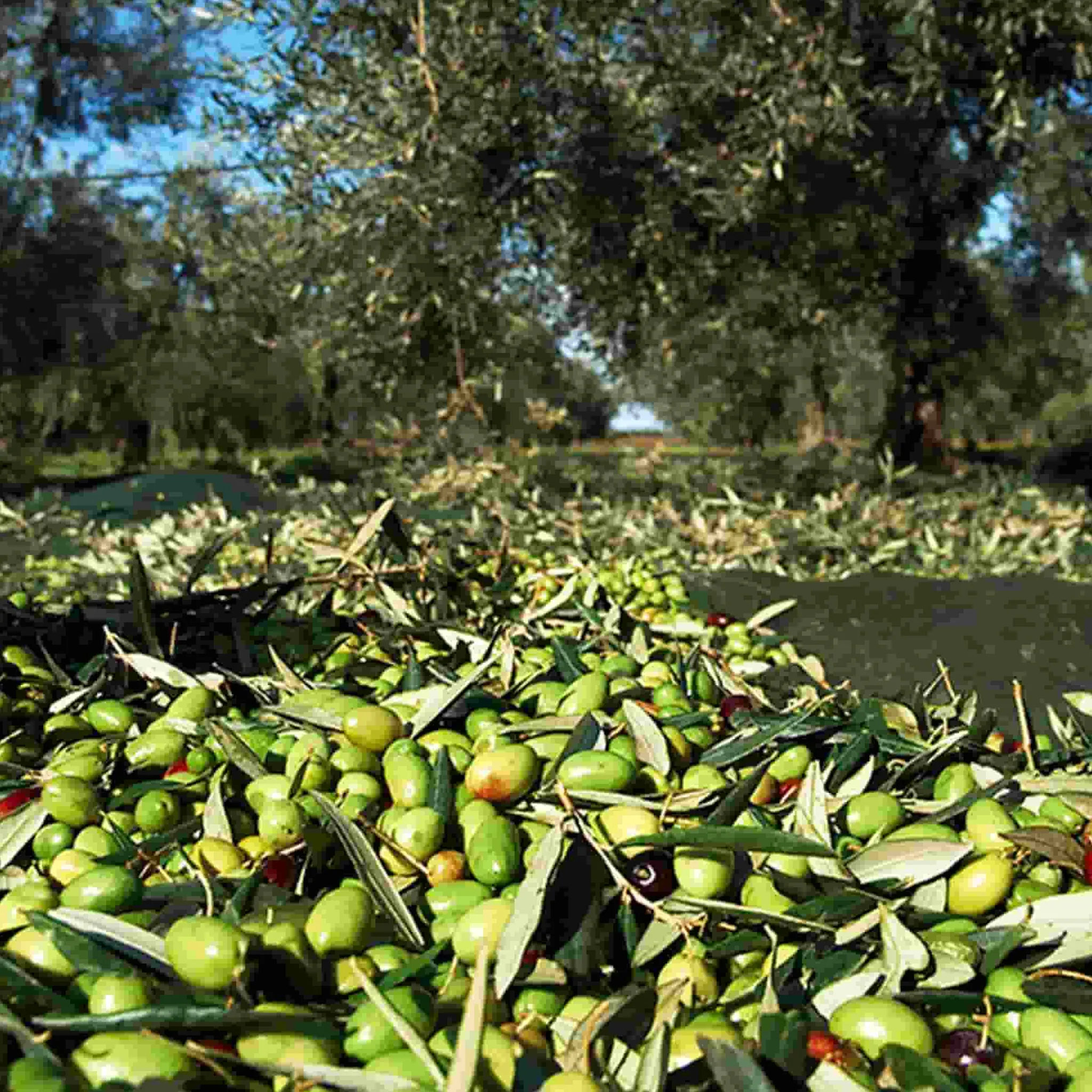 Galantino Puglian Extra Virgin Olive Oil in Rainbow Striped Ceramic Bottle, 500ml