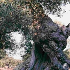 Galantino Puglian Extra Virgin Olive Oil in Rainbow Striped Ceramic Bottle, 500ml