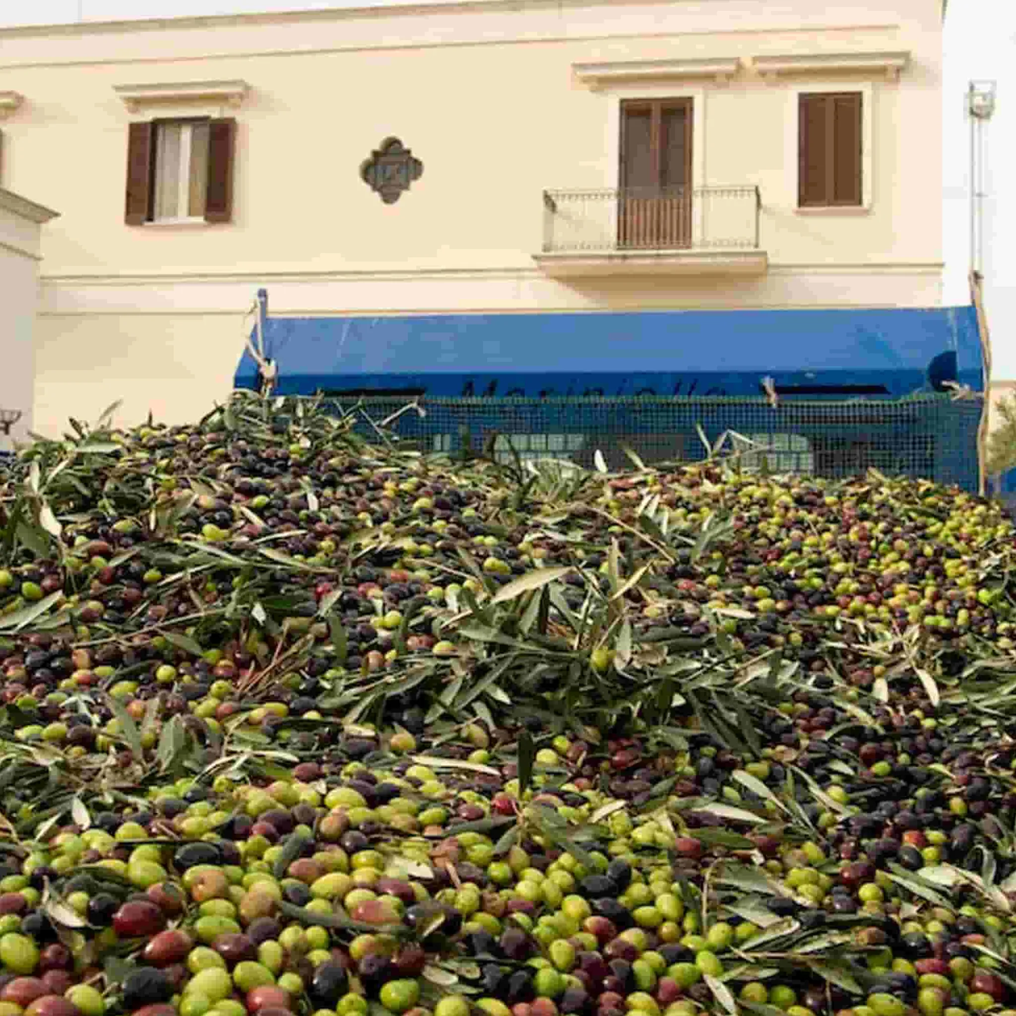 Galantino Puglian Extra Virgin Olive Oil in Rainbow Striped Ceramic Bottle, 500ml