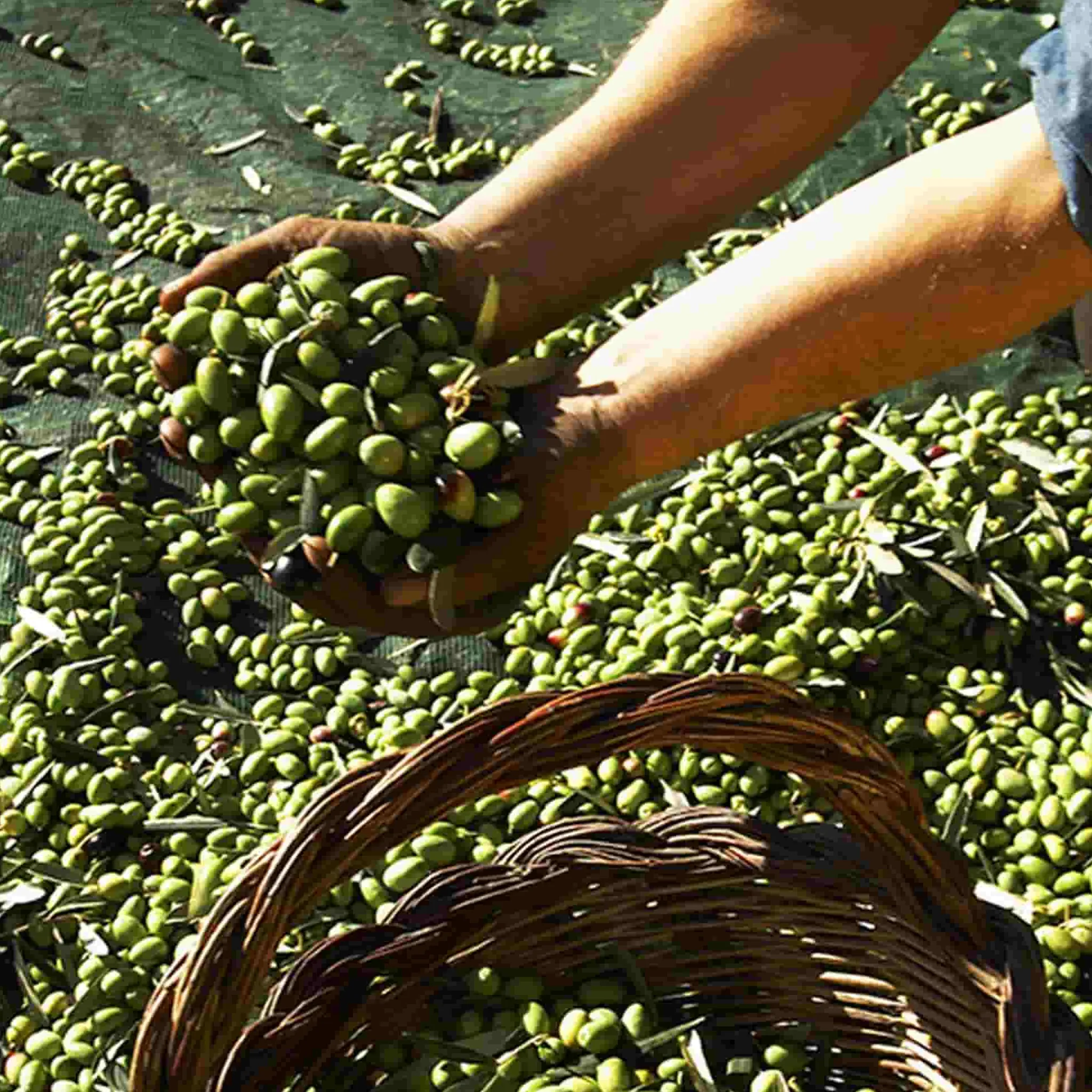 Galantino Puglian Extra Virgin Olive Oil in Rainbow Striped Ceramic Bottle, 500ml