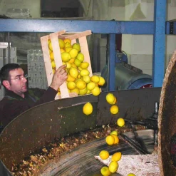 Galantino Puglian Olive Oil with Lemon in Terracotta Bottle, 250ml